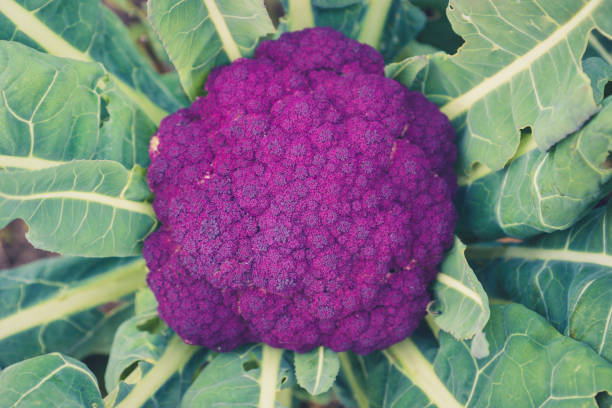 istock Ripe purple cauliflower in the garden 1067321838