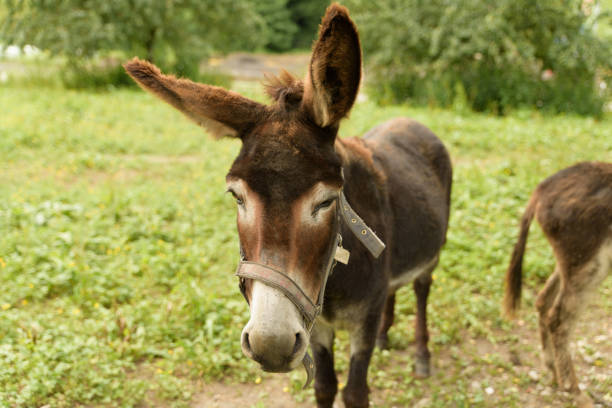 Donkey in the field