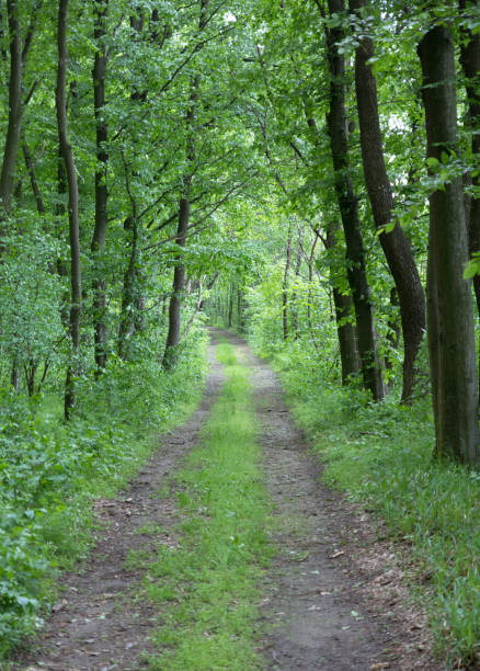 istock road in the green forest corridor, green grass, black trunks 1067322702