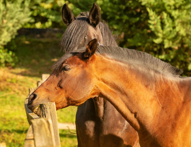 istock Horses behind the fence. 1067324476
