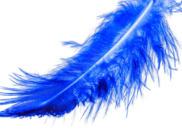 istock Birds blue feather on white background close up 1067325828