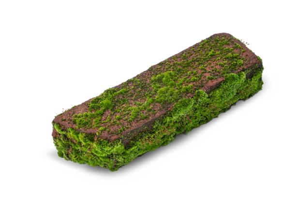 istock Old building brick covered with moss from old age and dampness isolated 1067327342