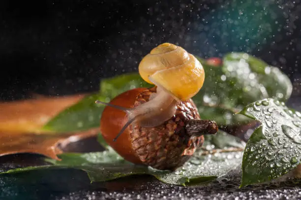 Garden snail creeps on a acorn. Closeup