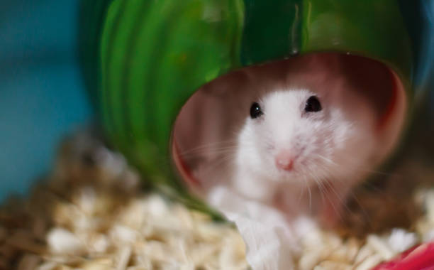 istock Cute Exotic Winter White Dwarf Hamster looking sad and lonely, feeling and emotion concept, begging for pet food. Winter White Hamster is known as Winter White Dwarf, Djungarian or Siberian Hamster. 1067327866