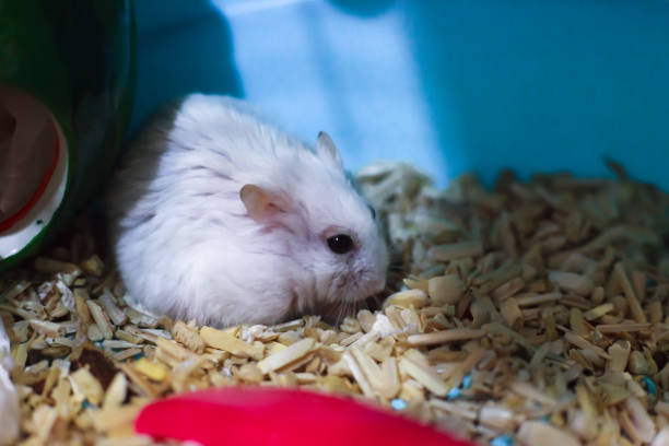 istock Cute Exotic Winter White Dwarf Hamster looking sad and lonely, feeling and emotion concept, begging for pet food. Winter White Hamster is known as Winter White Dwarf, Djungarian or Siberian Hamster. 1067327916