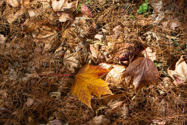 istock Brown leaf texture and background. Dry leaves background texture 1067328732