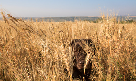 labrador dog on the filed of yellow wheat, spikelets on the foreground