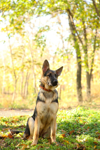 istock German Shepherd in the autumn park. Dog in forest 1067331682