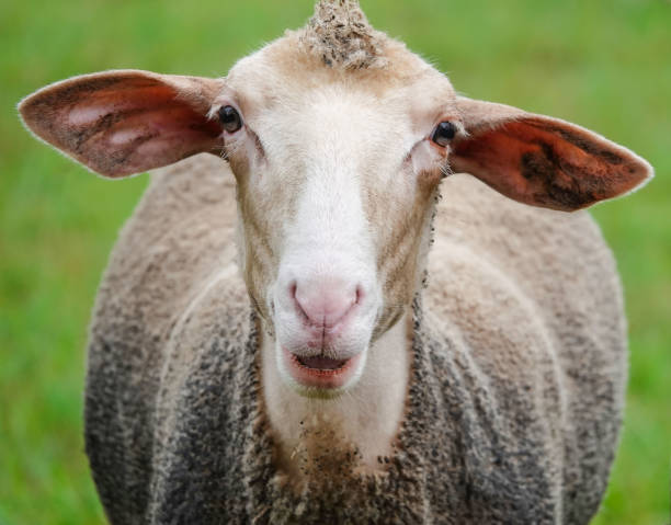 istock A funny sheep in a pasture with a mohawk on its head looks into the camera 1067334456