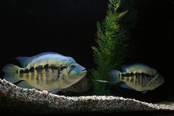 istock Inhabitants of the seas 1067334546