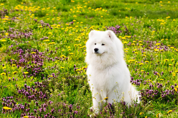 istock White dog samoyed on a background of green grass 1067334980