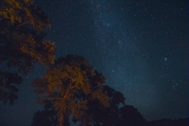 istock Beautiful night sky with milky way and pines 1067335058