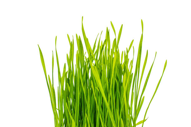 istock Bunch of fresh green grass isolated on white background 1067335336