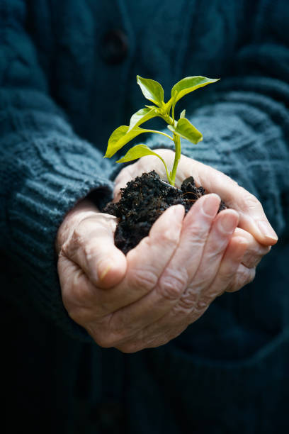 istock Contrasts: Old person's hands carefully holding a young seedling 1067335448