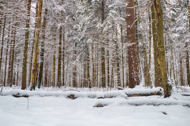 istock Beautiful winter forest in sunny weather. 1067337258