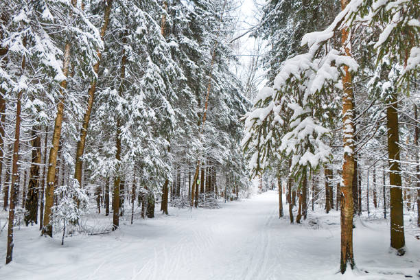 istock Beautiful winter forest in sunny weather. 1067337298