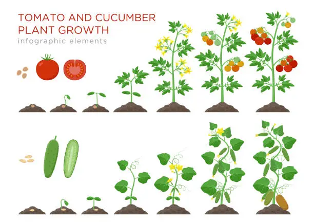 Vector illustration of Tomato and cucumber plants growth stages infographic elements in flat design. Planting process from seeds sprout to ripe vegetable, plant life cycle isolated on white background vector illustration