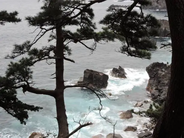 pines above the sea shore