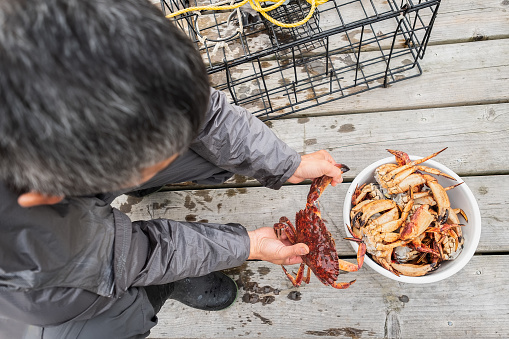 Sustainably caught crabs in rural Bamfield