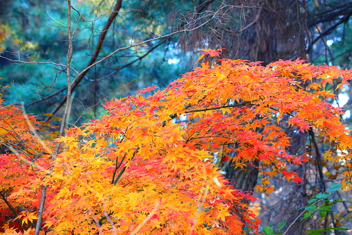a glorious autumn maple tree