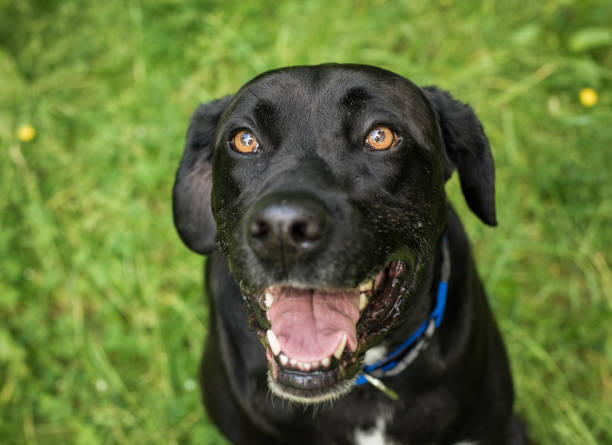 istock Black dog in a grassy field 1067346744
