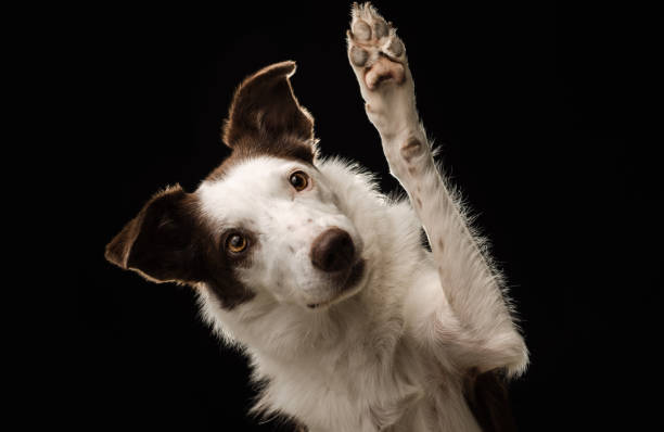 Border Collie "waves" against a black background stock photo