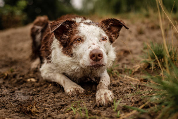 Brown and white border collie covered in dirt and mud while herding stock photo