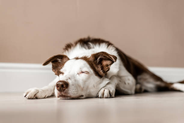Brown and white border collie lays on the floor, with eyes closed stock photo