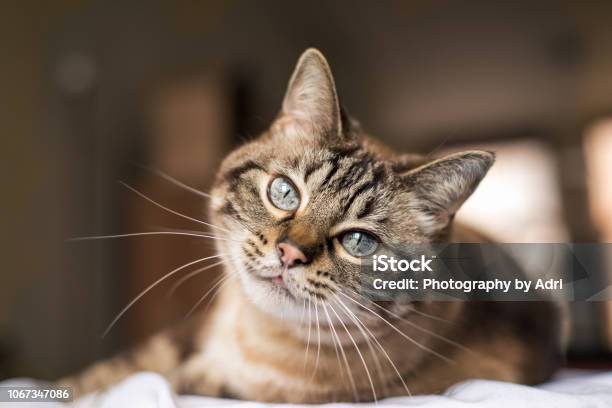 Photo libre de droit de Chat Aux Yeux Bleus Se Penche Sur Lappareil Photo banque d'images et plus d'images libres de droit de Chat domestique - Chat domestique, Bonheur, Mignon