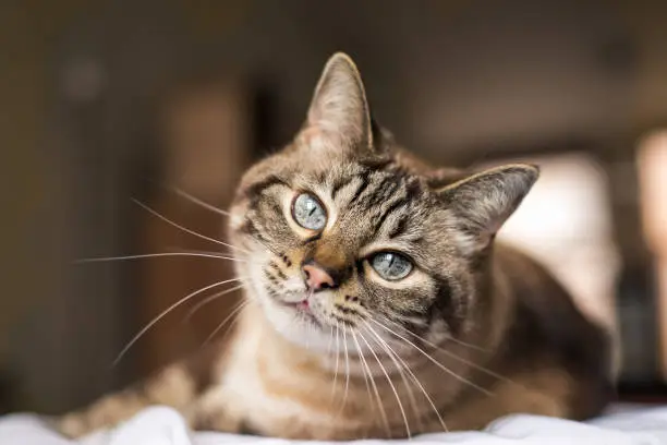 Tabby cat with blue eyes gives a sweet look to the camera