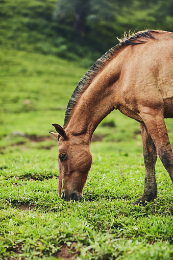 Cropped shot of a horse eating grass on a farm outside