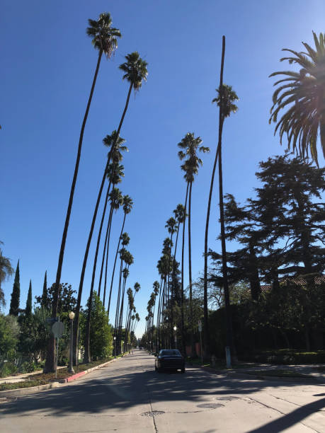 istock High palm trees in Los Angeles 1067348610