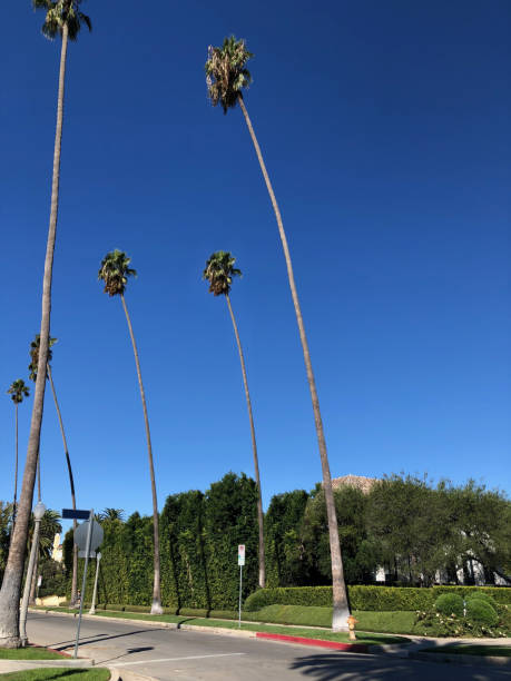 istock High palm trees in Los Angeles 1067348618