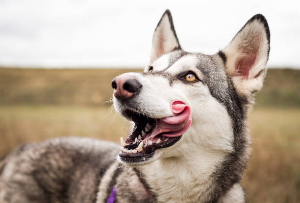 Husky dog licking lips stock photo