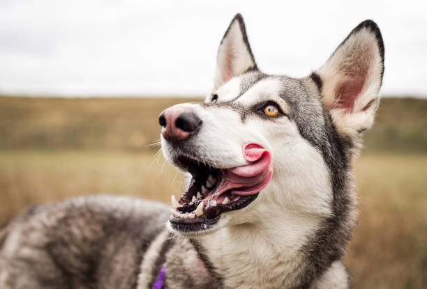 Husky dog licking lips A beautiful, sweet dog that I photographed for a local animal shelter licking nose stock pictures, royalty-free photos & images