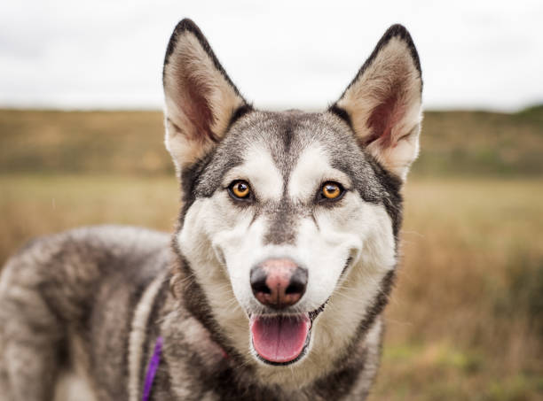 istock Husky dog smiling and looking at the camera 1067349246