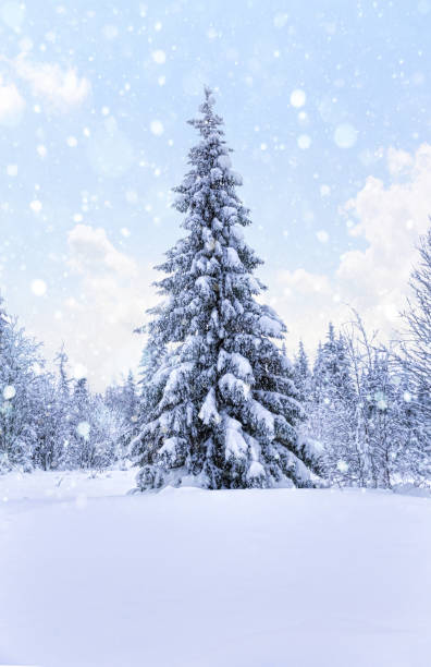 istock Falling snow in the winter spruce forest 1067349746