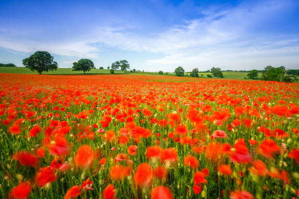 istock Long exposure of a poppy field 1067351206