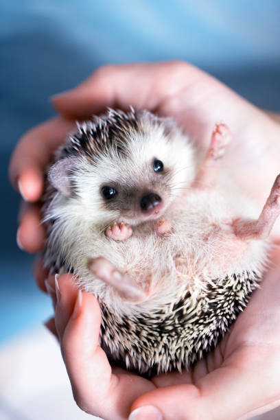 istock Cute african hedgehog on baby palms 1067351432