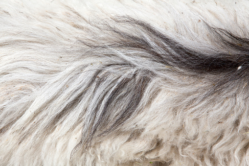 The Cashmere goats are soft and can look like any other goats but their veil is rare, valuable and precious
