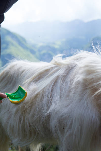 cachemire kaschmir ziegen. kaschmir ziege wolle echte, gekämmt und nicht. tierhaare kammgarn mit bürste und kamm - cashmere texture stock-fotos und bilder