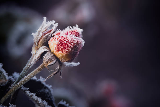istock Dark Winter Frosty Rose 1067355074