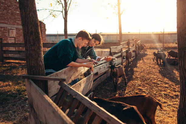 fattoria delle capre - il formaggio di coltivatore foto e immagini stock