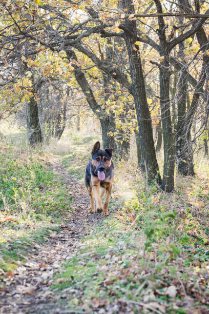 istock German shepherd in a picturesque forest glade 1067359632