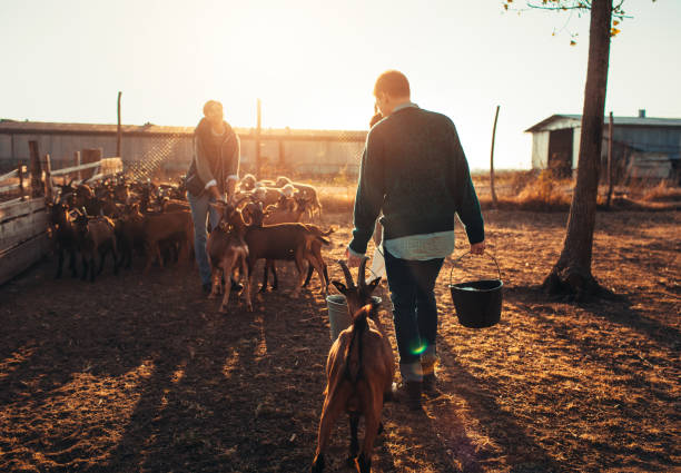 fattoria delle capre - il formaggio di coltivatore foto e immagini stock