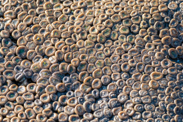 anémone de mer de sable au bord de mer - beach coral close up water photos et images de collection