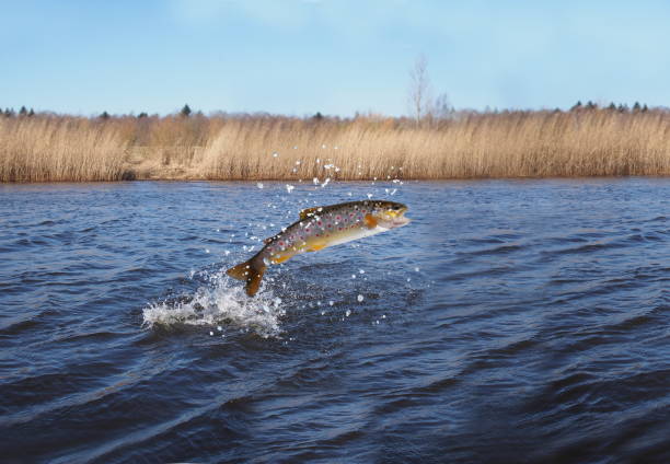 jumping out from water salmon  on river background