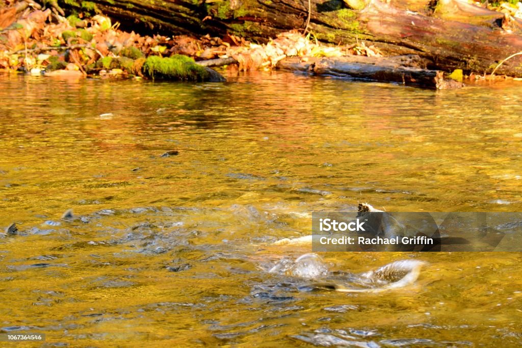 Chum Salmon Goldstream, BC Animals In The Wild Stock Photo