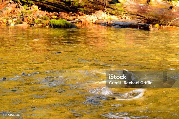 Chum Salmon Stock Photo - Download Image Now - Animals In The Wild, Canada, Chum Salmon