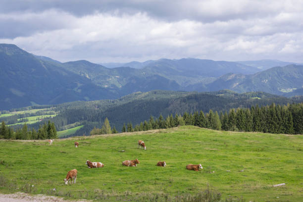 istock Cows on alpine meadow with mountain landscape in the background 1067364970